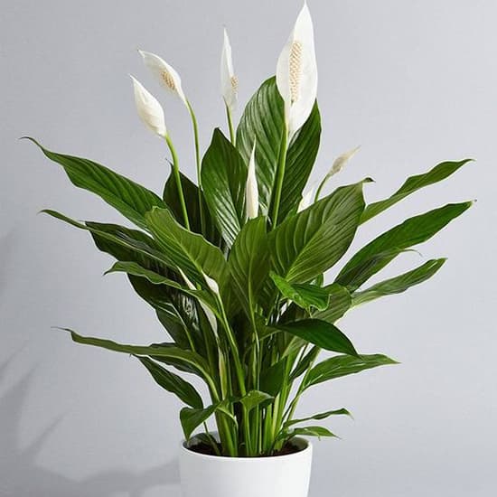 AIR PURIFYING PLANT